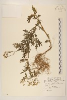 藏品(銀膠菊)的圖片