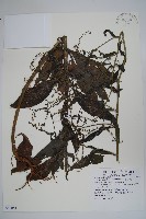 藏品(小花倒提壺)的圖片