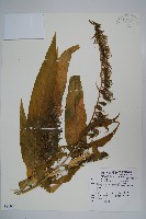 藏品(大本山梗菜)的圖片