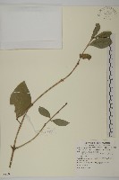 藏品(扶芳藤)的圖片