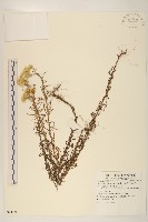 藏品(父子草、天青地白)的圖片