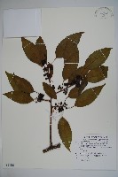 藏品(珊瑚冬青)的圖片