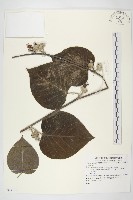藏品()的圖片