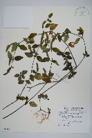 藏品(爵床、六角英)的圖片