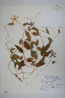 藏品(雞蛋參)的圖片