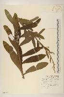 藏品(六角草)的圖片