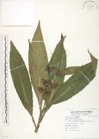 藏品(杜若)的圖片