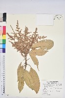 藏品(大葉石櫟、大葉校栗)的圖片