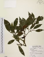 藏品(秀柱花)的圖片