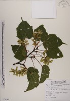 藏品(臺灣紅榨槭)的圖片