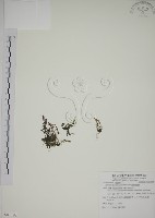 藏品(黃斑龍膽)的圖片