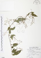 藏品(台灣何首烏)的圖片