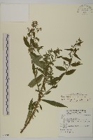 藏品(臺灣馬蘭)的圖片