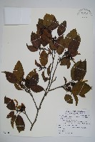 藏品(臺灣赤楊、臺灣榿木)的圖片