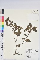 藏品(金毛杜鵑)的圖片