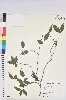 藏品(南仁五月茶)的圖片