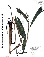 藏品(山月桃)的圖片