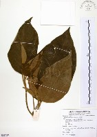 藏品(山煙草)的圖片