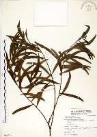 藏品(相思樹)的圖片