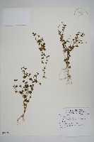 藏品()的圖片