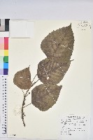 藏品(中平樹)的圖片