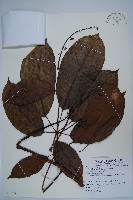 藏品(鵝掌柴、江某、鴨腳樹)的圖片