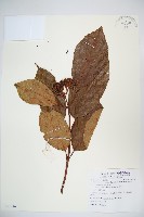 藏品(水紅木)的圖片