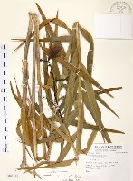 藏品(葦草蘭、鳥仔花、竹葉蘭)的圖片