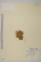 藏品()的圖片