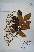 藏品(鹽膚木)的圖片