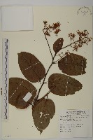 藏品(昆明山海棠)的圖片