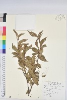 藏品(草沉香)的圖片