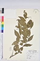 藏品(草沉香)的圖片