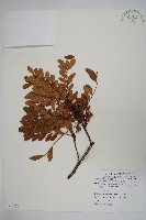 藏品(清香木)的圖片