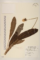 藏品(火輪菊)的圖片