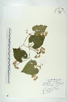 藏品(青牛膽)的圖片