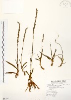 藏品(綬草)的圖片