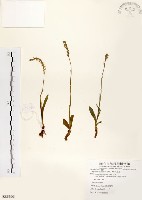 藏品(綬草)的圖片