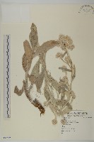 藏品(龍葵)的圖片