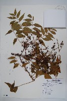 藏品(黃連木、爛心木)的圖片