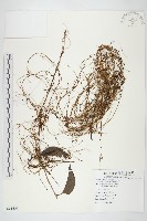 藏品(菟絲子)的圖片