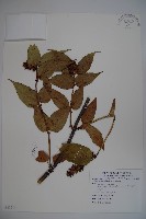 藏品(鬼吹簫)的圖片