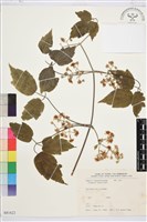 藏品(串鼻龍)的圖片