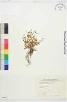 藏品(高山毛茛、檜林毛茛)的圖片