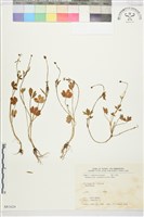 藏品(高山毛茛、檜林毛茛)的圖片