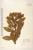 藏品(翼莖闊苞菊)的圖片