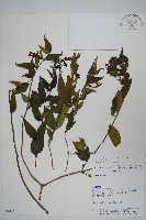 藏品(紅唇花)的圖片