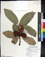 藏品(蘭嶼肉豆蔻)的圖片