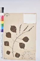 藏品(無患子)的圖片