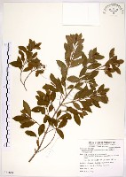 藏品(十子木、加入舅)的圖片